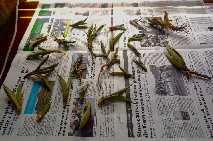 Planting Seeds: Ibero Torreón’s Laudato Si’ Challenge